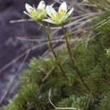 Skalnica mchowata - (Saxifraga bryoides)