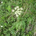 Biedrzeniec skalny - (Pimpinella saxifraga subsp. rupestris)