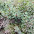 Irga pospolita - (Cotoneaster integerrimus)