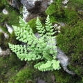 Rozrzutka alpejska - (Woodsia alpina)